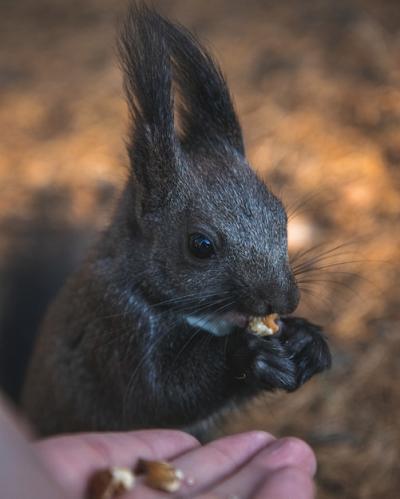 Cute Tassel-Eared Squirrel Eating with Blurred Background – Free Download