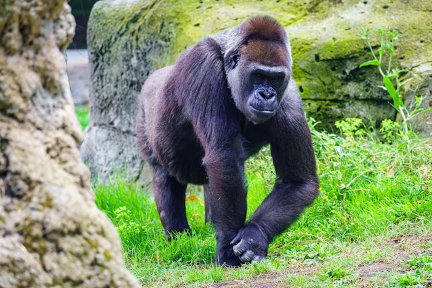 African Female Gorilla Walking Silently Through Grass – Free Stock Photo, Download Free