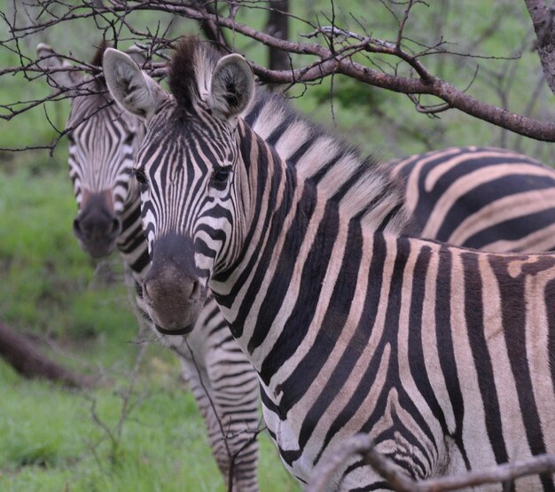 Portrait of Two Zebras – Free to Download Stock Photo