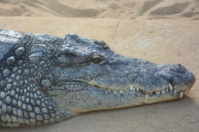 Big Crocodile on Sand with Huge Teeth – Free Stock Photo, Download for Free