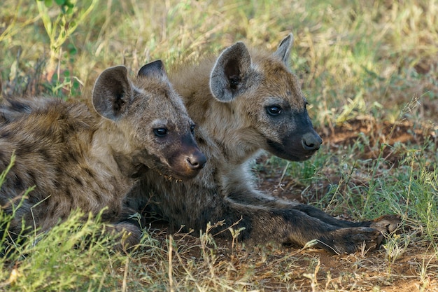 Spotted Hyenas Resting on the Ground – Free Stock Photo for Download