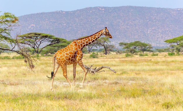 Side View of Giraffe in a Field – Free Download for Stunning Stock Photo