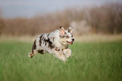 Australian Shepherd Playing in the Park – Free Stock Photo Download