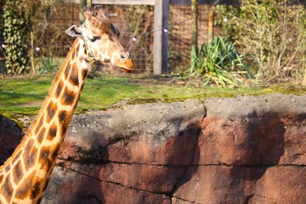 Giraffe’s Long Neck Surrounded by Grass and Plants in the Zoo – Free Stock Photo, Download for Free