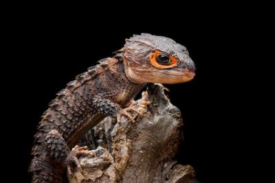 Crocodile Skink on Black Background – Free Stock Photo for Download