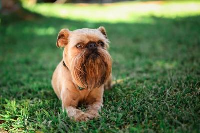 Lovely Brown Dog Sitting in the Garden – Free Stock Photo Download