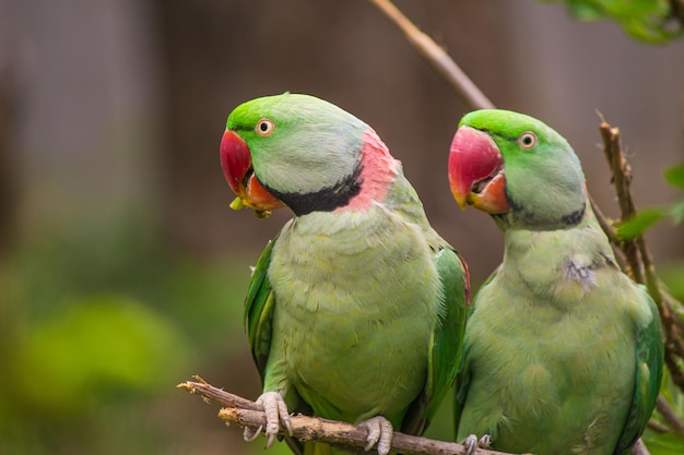 Closeup of Alexandrine Parakeets on a Branch – Free Stock Photo for Download