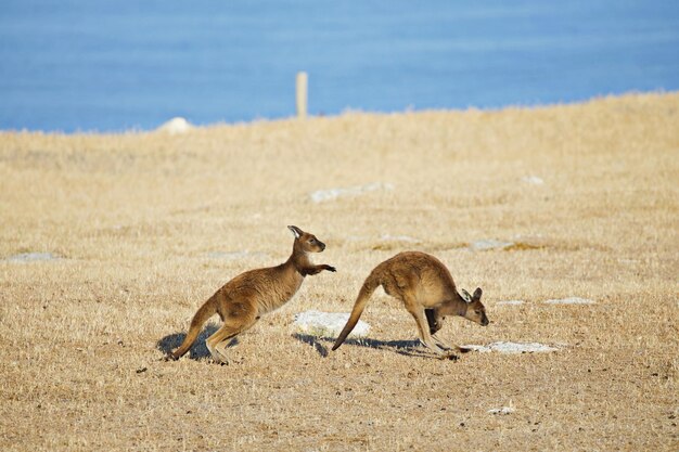 Kangaroos in a Field – Free Stock Photo for Download