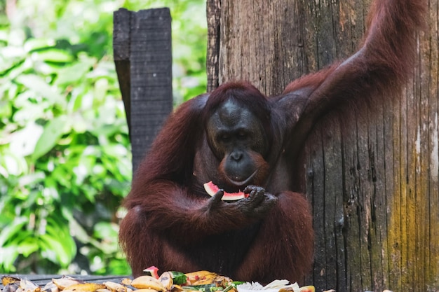 Stunning Close-Up of a Wild Orangutan – Free to Download