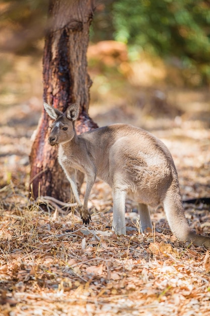 Cute Kangaroo in a Wild Forest – Free Download