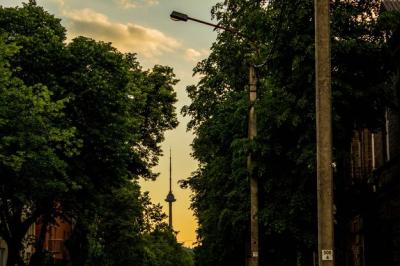 Low Angle View of Trees Against Sky – Free Stock Photo, Download Free