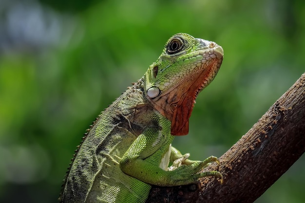 Closeup of a Beautiful Red Iguana on Wood – Free Download