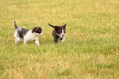 Kittens Having Fun – Free Stock Photo for Download