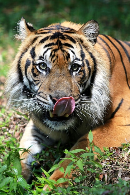 Stunning Portrait of a Tiger in Zoo | Free Stock Photo Download