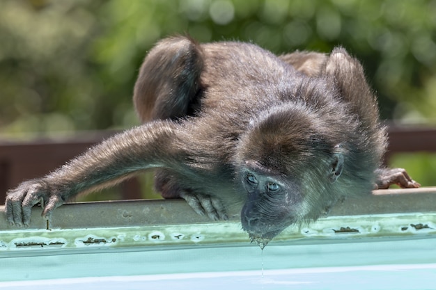 Close-Up of a Monkey by Water – Free Download