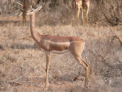 An Adult Antelope Standing Alone – Free Stock Photo for Download