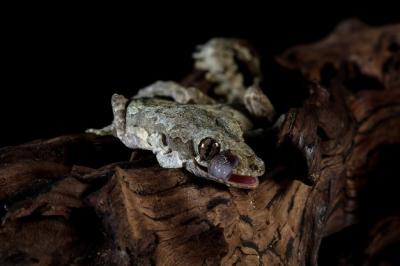 Close-up of Flying Gecko Camouflaged on Wood – Free Stock Photo for Download