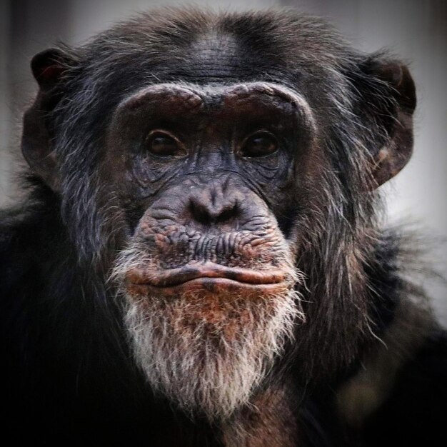 Close-Up Portrait of Chimpanzee – Free Download