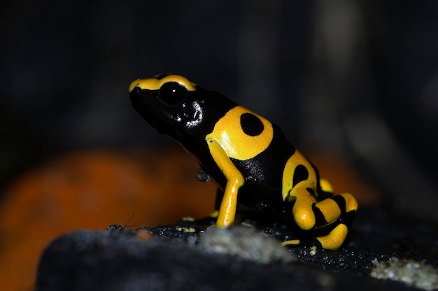 Dendrobates leucomelas Dart Frog Side View – Free Download