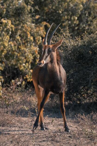 Deer Standing on Field – Free to Download, Free Stock Photo