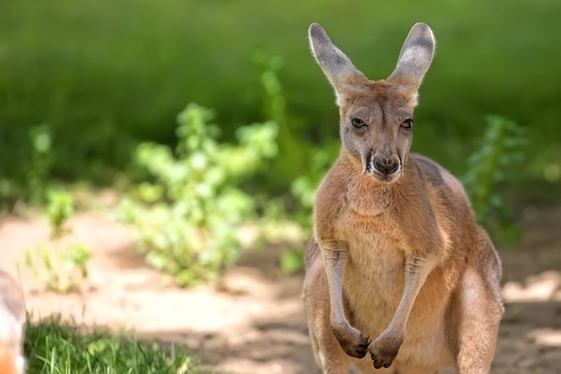 Kangaroo Portrait Photography – Free to Download