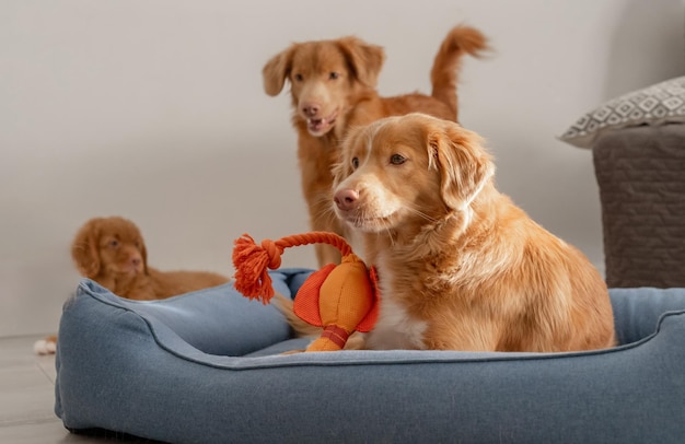 Playful Nova Scotia Retriever Dogs and Their Puppy in a Blue Bed – Free Stock Photo for Download