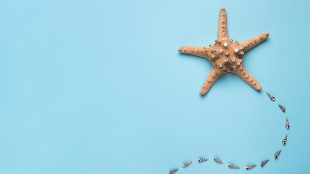 Starfish and Sea Shells on Blue Background – Free Download