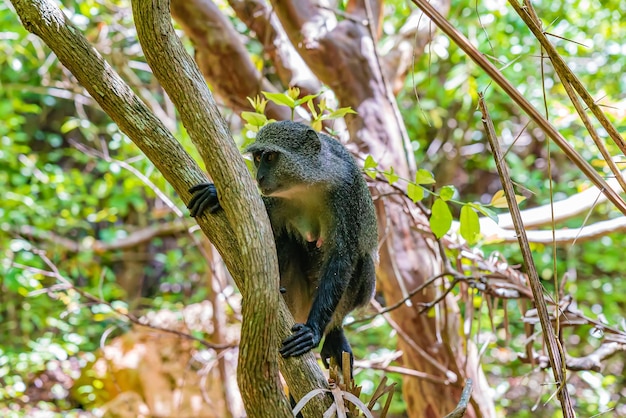 Monkey on a Tree in Zanzibar Forest – Free Stock Photo for Download