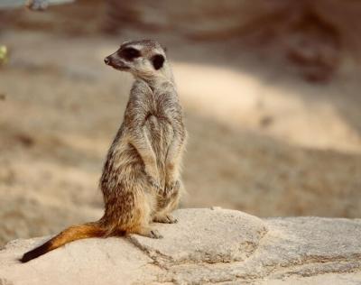 Meerkat on Rock – Free Stock Photo, Download Free