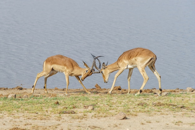 Antelopes Fighting on the Lakeshore – Free Download