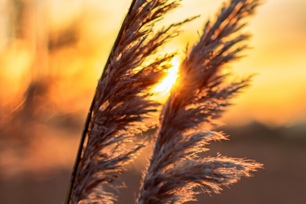 Reed Flowers Illuminate the Evening Sun’s Radiance – Free Stock Photo for Download