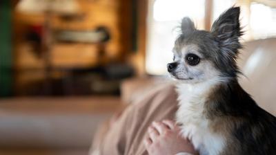 Owner Holding Chihuahua Dog – Free Stock Photo, Download Free