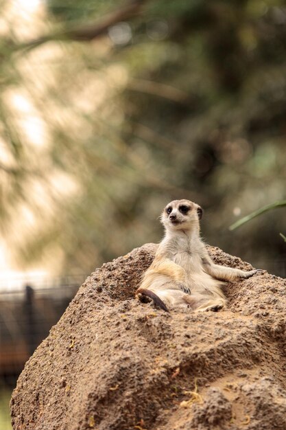 Close-up of Meerkat Sitting Outdoors – Free Download, Free Stock Photo