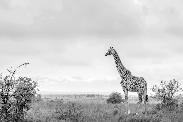 Giraffes in Nairobi National Park, Kenya – Free Stock Photo for Download