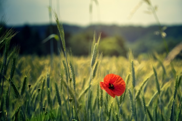 Red Flower in Shallow Focus – Free Stock Photo for Download