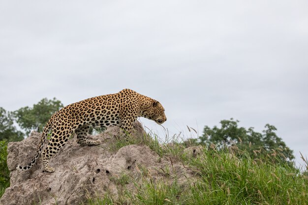 Closeup Shot of an African Leopard Sitting on a Rock Against a Grey Sky – Free to Download