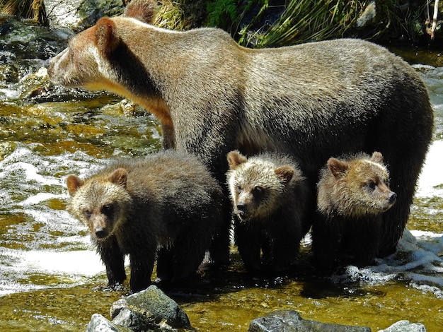 Grizzly Cubs and Bear in Knight Inlet, Canada – Free Stock Photo for Download