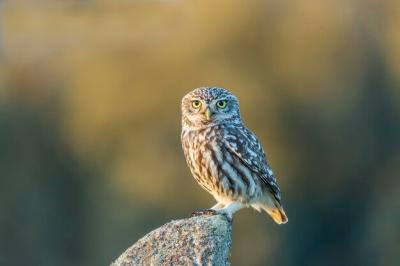 Close-up of Owl Perching – Free Stock Photo for Download