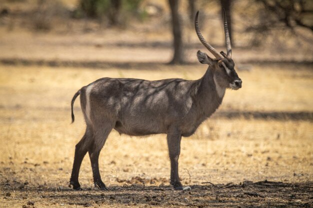 Male Common Waterbuck in Dappled Shade – Free Download