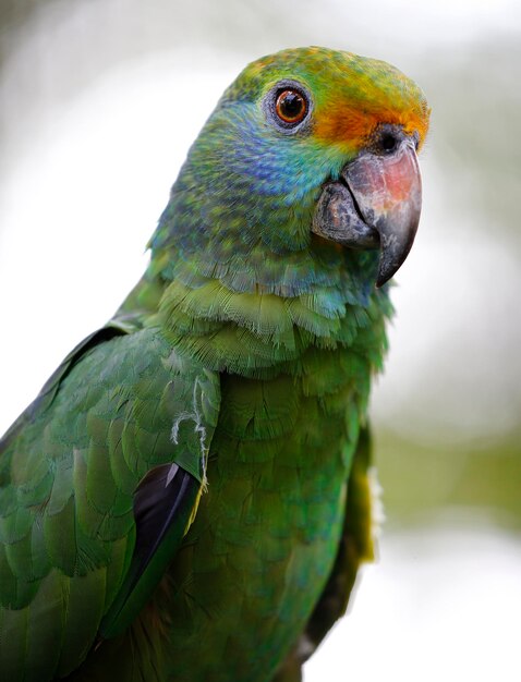 Close-up of Parrot – Download Free Stock Photo