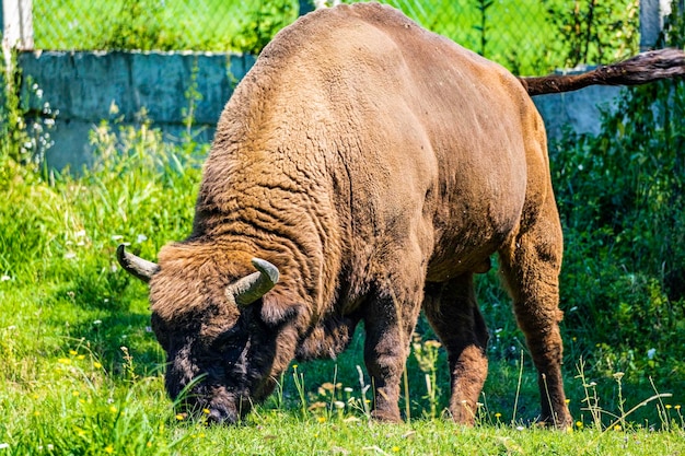 Bison Standing in a Field – Free Stock Photo for Download