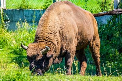 Bison Standing in a Field – Free Stock Photo for Download