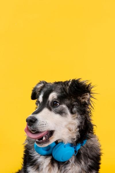 Cute Dog with Headphones: Free Stock Photo for Download