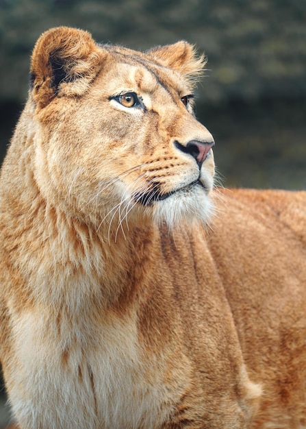 North African Lion – Free Stock Photo for Download