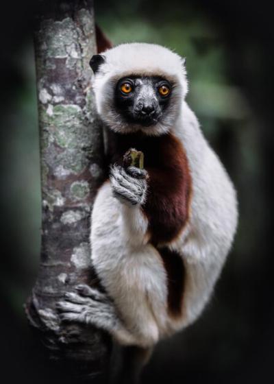 Lemur Enjoying a Banana in Madagascar – Free to Download