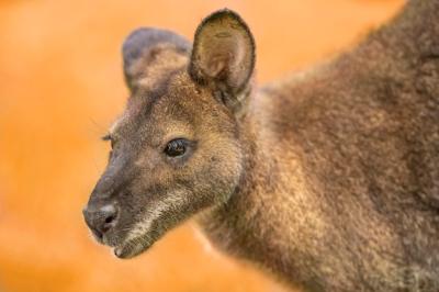 Close-up of Kangaroo – Free Stock Photo for Download