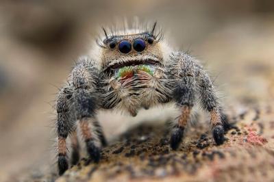 Detailed Close-up of a Spider – Free Download