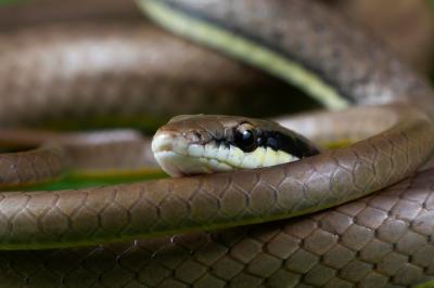 Liopeltis Snake Closeup on Green Leaves – Free Stock Photo, Download for Free