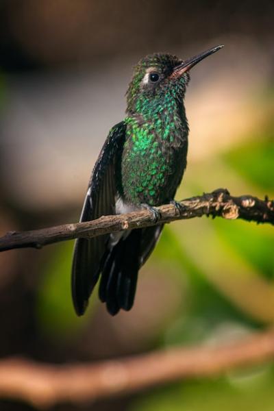 Hummingbird Perched on a Tree Branch – Free Download