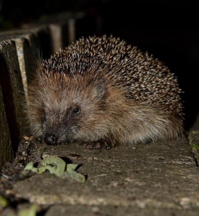 Close-Up of a Hedgehog on Stone – Free Download